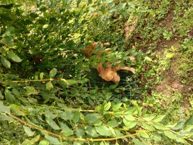 Service promeneur chien